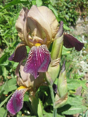 Iris_x_20070524.jpg