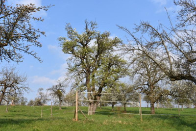 Bonlanden Streuobst 028.JPG