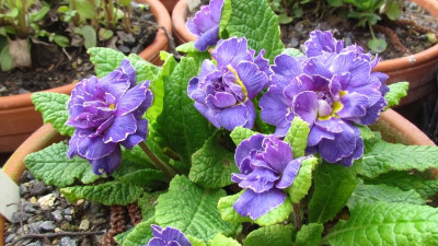 Primula belarina AI.jpg