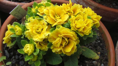 Primula belarina Goldie.jpg