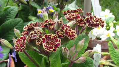 Primula E Killelay.JPG