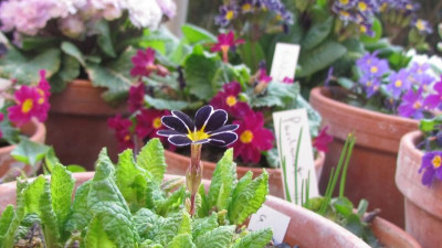 Primula Blue Lace.jpg