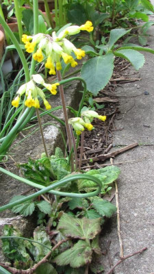 Primula veris Fuge.jpg