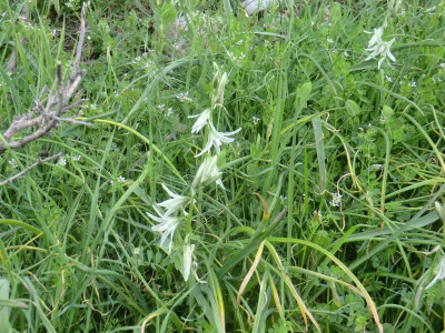 CIMG1922Ornithogalum nutans.JPG