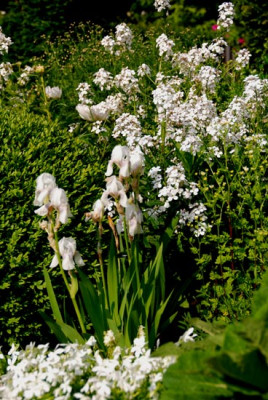 Hesperis-weiss-0507-k.jpg