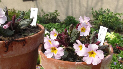 primula j Garryarde Guinevere.jpg