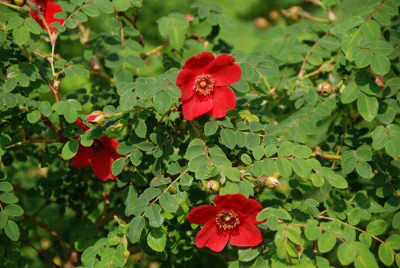 Rosa-moyesii-Geranium.jpg