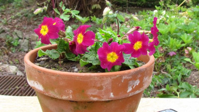 primula j id.jpg