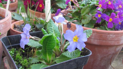 Primula j Bl Juliana.jpg