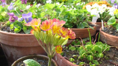 Primula veris braun.jpg