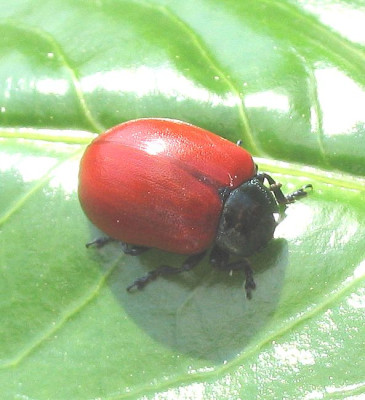 flotter_Kaefer_fars_2007.jpg