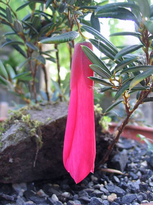 Philesia_magellanica_fars_2007.jpg