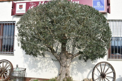 Bonlanden Streuobst 011.JPG