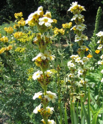 Sisyrinchium_striatum_20070524_02.jpg