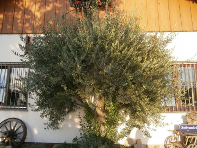 Bonlanden Streuobstwiese 018.JPG