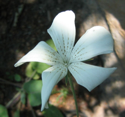 Agrostemma_githago_Alba_240524.jpg