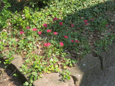 201904_WildtulpenPink.png