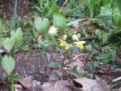 201904_Epimedium.png
