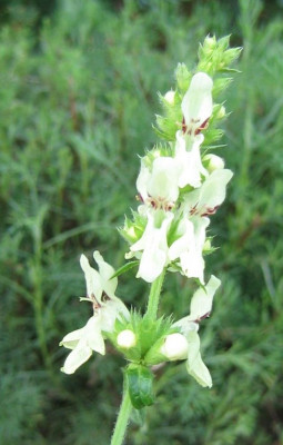 Stachys_recta_20070524.jpg