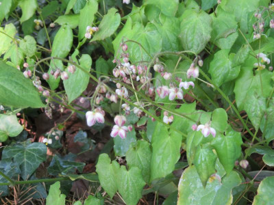 201904_EpimediumPubigerum.png