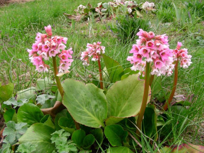 Bergenia Baby Doll DSCN5331.JPG