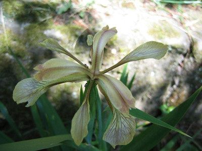 Iris_foetidissima_20070524.jpg