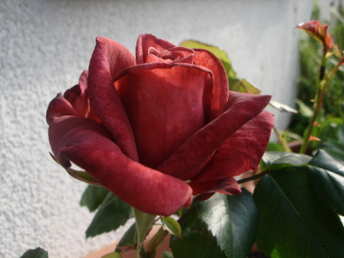 Brown_Velvet_2.jpg