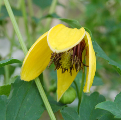 Waldrebe_Golden_Tiara_0010__HG_6231.jpg