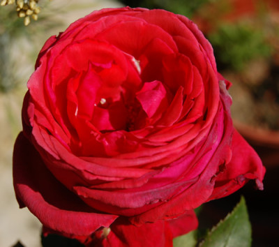 Duftwolke_0010__6153.jpg