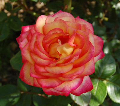 Chivalry_0010__H_6124.jpg