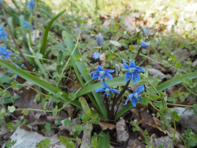 Scilla amoena 16.4.19 ue.JPG