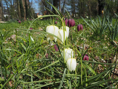 meleagris 16.4.19 ue.JPG