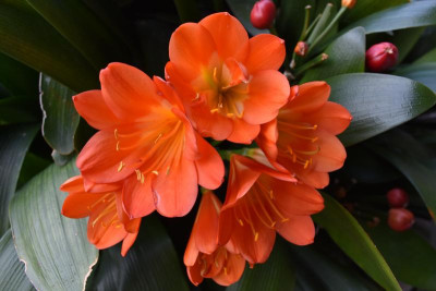 Klivie Nachblüte 2018 002.JPG