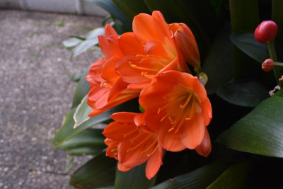 Klivie Nachblüte 2018 003.JPG