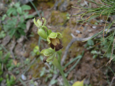 CIMG1957Ophrys omegaifera.JPG