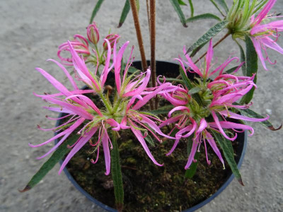 Rhododendron stenopetalum linearifolium April 2019.JPG