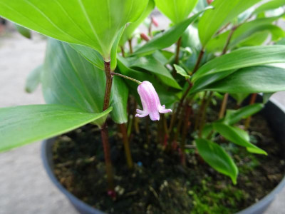 Heteropolygonatum anomalum April 2019.JPG
