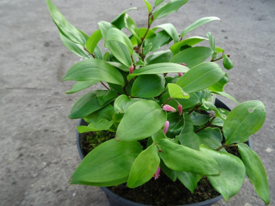 Heteropolygonatum anomalum April 2019 2.JPG