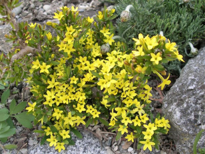 Daphne modesta 16.04.19.JPG