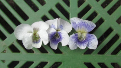 Viola sororia 1.jpg