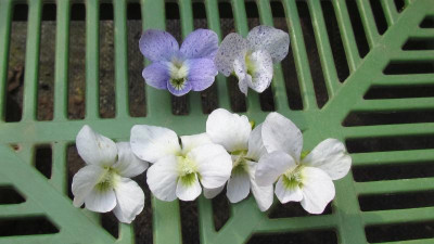 Viola sororia 2.jpg