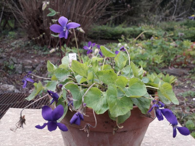 viola princesse de Galles.jpg