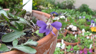viola palmata.jpg