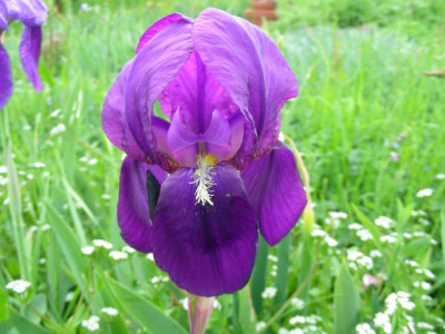 Iris kochii DSCN6567.JPG