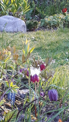 20190417_070638.jpg