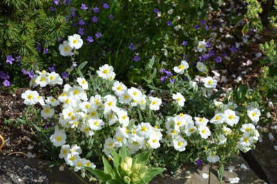 Helianthemum-Eisbär.17-2.jpg