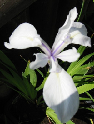 iris_laevigata_alba.jpg