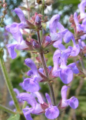 Salvia_transsylvanica6.jpg