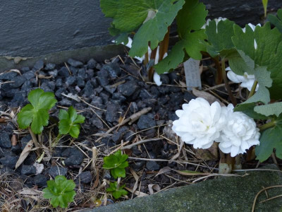 P1050615.JPG