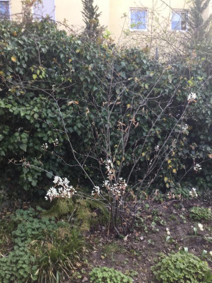 Amelanchier.jpg